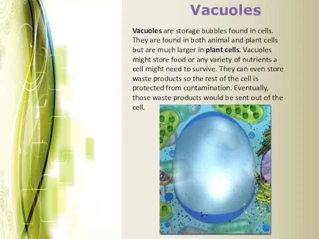 Vacuoles Vacuoles are storage bubbles found in cells. They are found in both