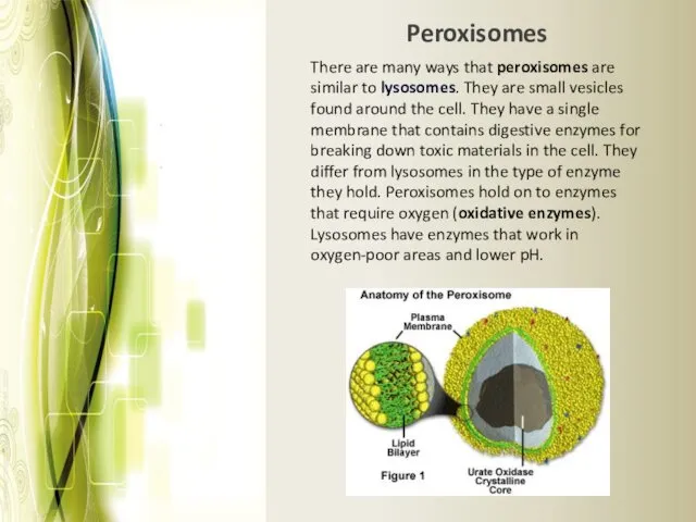 There are many ways that peroxisomes are similar to lysosomes. They are small