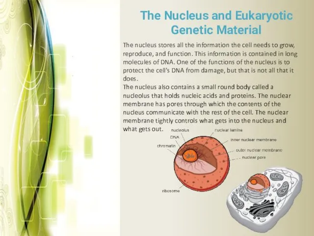 The Nucleus and Eukaryotic Genetic Material The nucleus stores all the information the