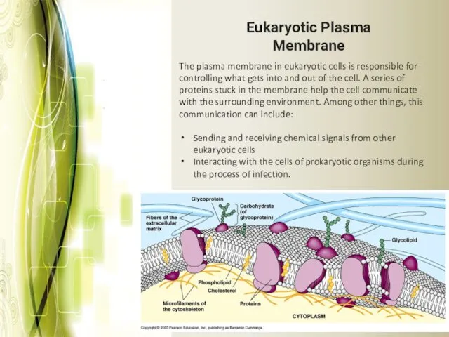 Eukaryotic Plasma Membrane The plasma membrane in eukaryotic cells is responsible for controlling