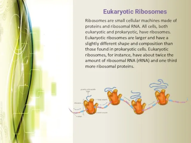 Eukaryotic Ribosomes Ribosomes are small cellular machines made of proteins and ribosomal RNA.