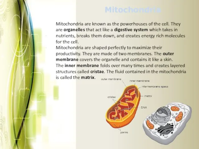 Mitochondria Mitochondria are known as the powerhouses of the cell. They are organelles