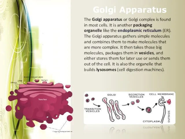 Golgi Apparatus The Golgi apparatus or Golgi complex is found in most cells.