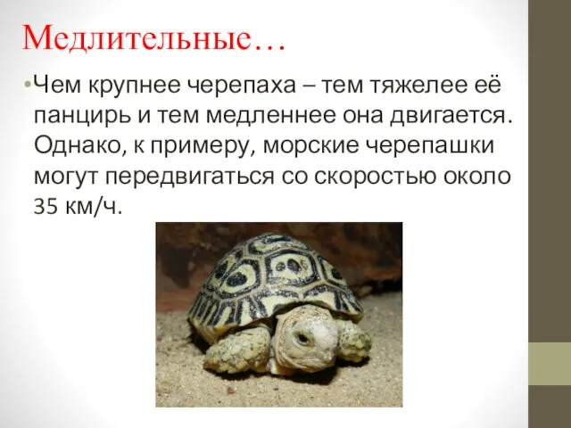 Медлительные… Чем крупнее черепаха – тем тяжелее её панцирь и тем медленнее она