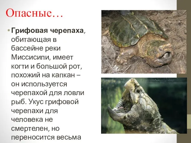 Опасные… Грифовая черепаха, обитающая в бассейне реки Миссисипи, имеет когти