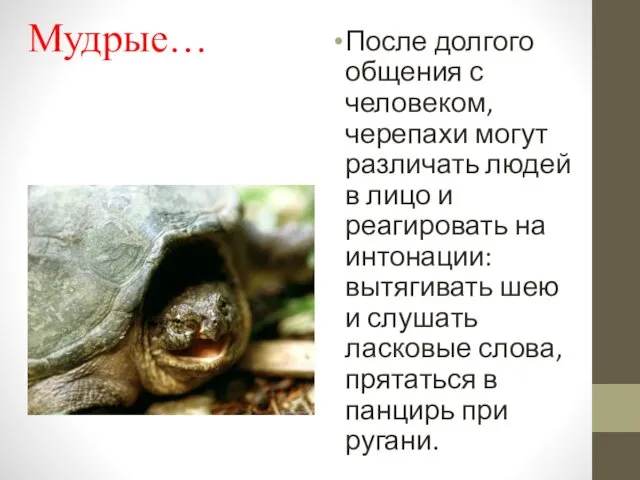 Мудрые… После долгого общения с человеком, черепахи могут различать людей в лицо и