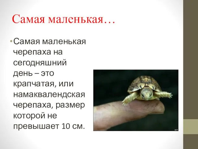Самая маленькая… Самая маленькая черепаха на сегодняшний день – это крапчатая, или намаквалендская