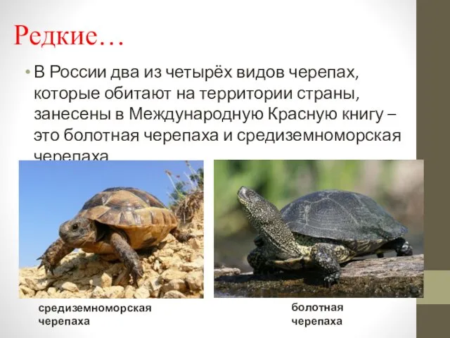 Редкие… В России два из четырёх видов черепах, которые обитают