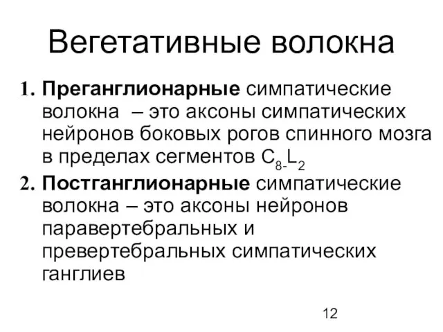 Вегетативные волокна Преганглионарные симпатические волокна – это аксоны симпатических нейронов