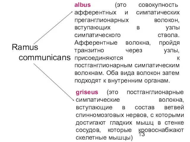 Ramus communicans griseus (это постганглионарные симпатические волокна, вступающие в состав