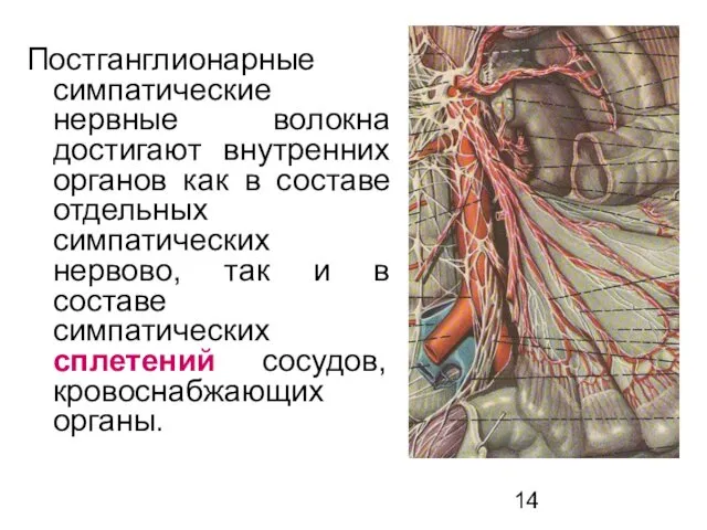 Постганглионарные симпатические нервные волокна достигают внутренних органов как в составе