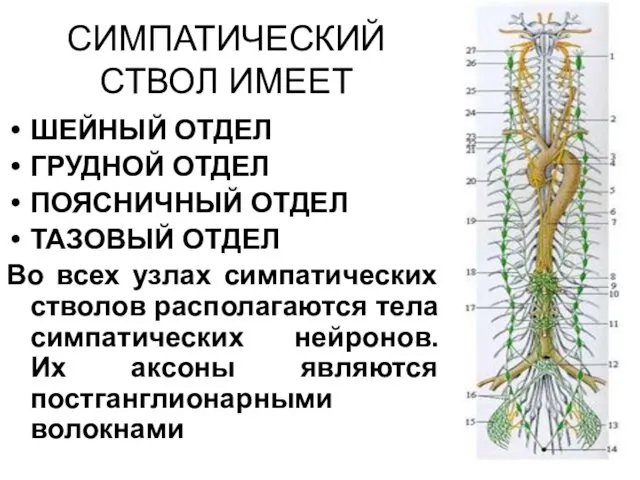 ШЕЙНЫЙ ОТДЕЛ ГРУДНОЙ ОТДЕЛ ПОЯСНИЧНЫЙ ОТДЕЛ ТАЗОВЫЙ ОТДЕЛ Во всех