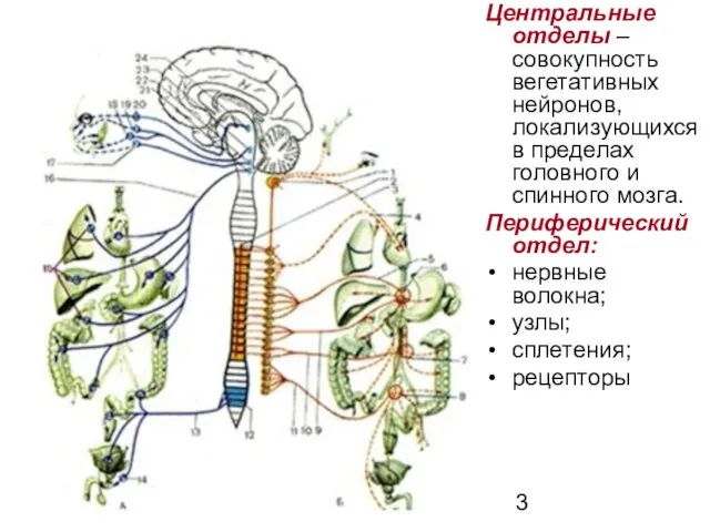 Центральные отделы – совокупность вегетативных нейронов, локализующихся в пределах головного