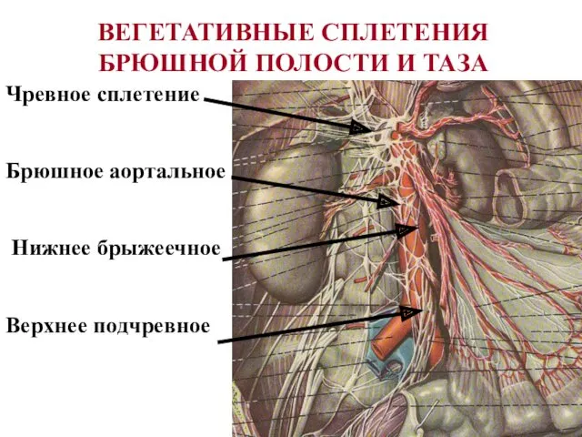 ВЕГЕТАТИВНЫЕ СПЛЕТЕНИЯ БРЮШНОЙ ПОЛОСТИ И ТАЗА Чревное сплетение Брюшное аортальное Нижнее брыжеечное Верхнее подчревное