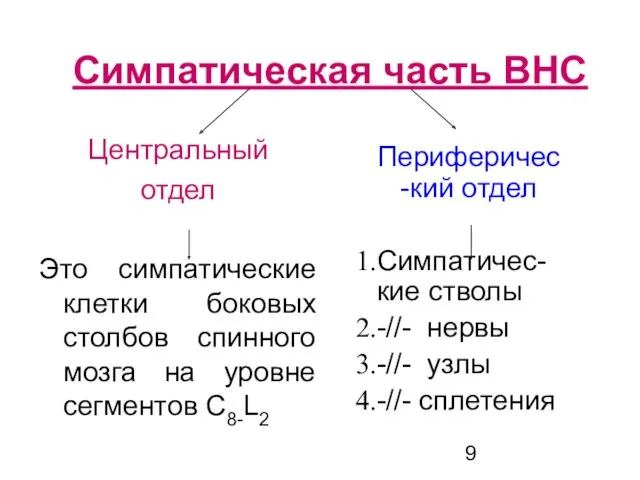 Симпатическая часть ВНС Центральный отдел Это симпатические клетки боковых столбов