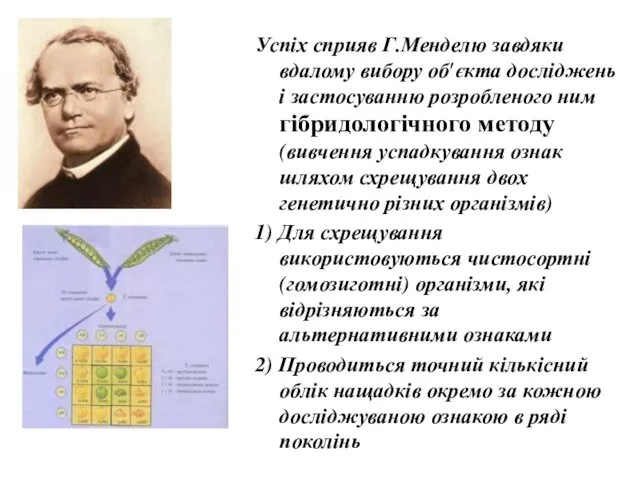 Успіх сприяв Г.Менделю завдяки вдалому вибору об'єкта досліджень і застосуванню