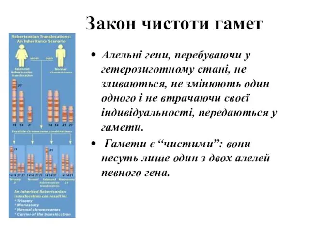 Закон чистоти гамет Алельні гени, перебуваючи у гетерозиготному стані, не