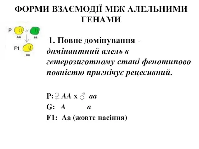 ФОРМИ ВЗАЄМОДІЇ МІЖ АЛЕЛЬНИМИ ГЕНАМИ 1. Повне домінування - домінантний