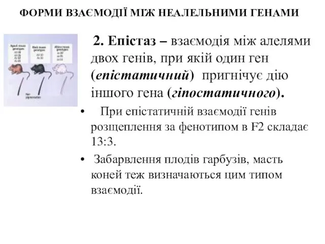 ФОРМИ ВЗАЄМОДІЇ МІЖ НЕАЛЕЛЬНИМИ ГЕНАМИ 2. Епістаз – взаємодія між