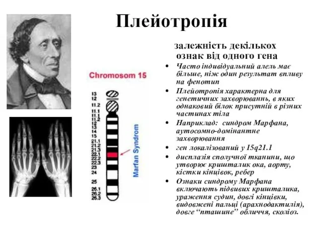 Плейотропія залежність декількох ознак від одного гена Часто індивідуальний алель