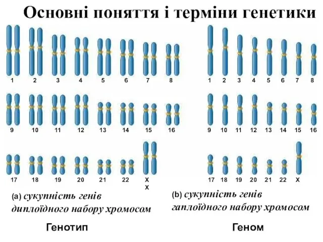 Основні поняття і терміни генетики (a) сукупність генів диплоїдного набору