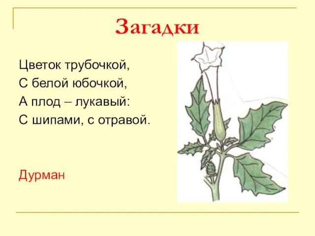 Загадки Цветок трубочкой, С белой юбочкой, А плод – лукавый: С шипами, с отравой. Дурман