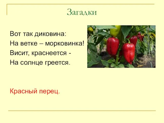 Загадки Вот так диковина: На ветке – морковинка! Висит, краснеется - На солнце греется. Красный перец.