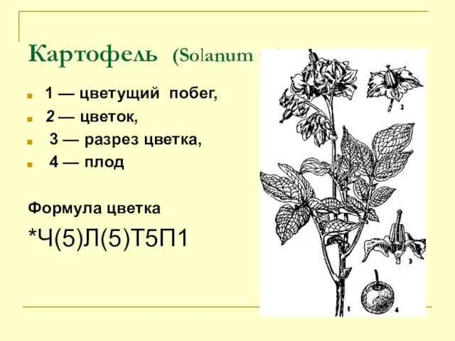 Картофель (Solanum tuberosum): 1 — цветущий побег, 2 — цветок,