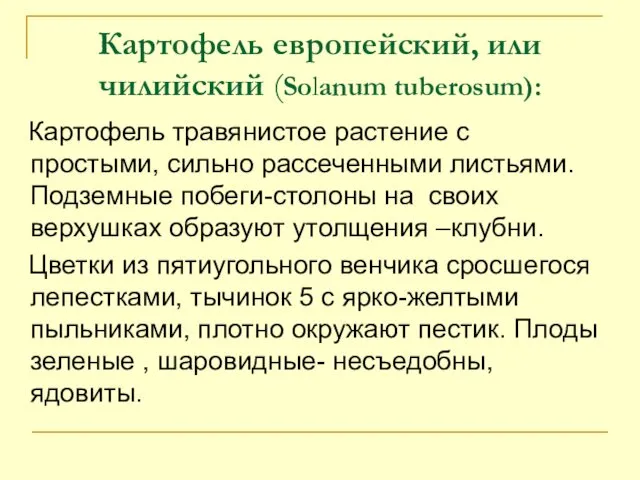 Картофель европейский, или чилийский (Solanum tuberosum): Картофель травянистое растение с