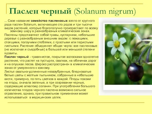 Паслен черный (Solanum nigrum) ... Свое название семейство пасленовых взяло