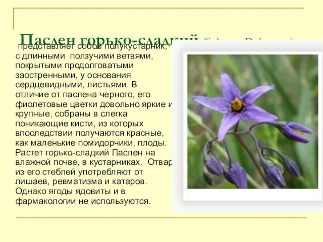 Паслен горько-сладкий (Solanum Dulcamara) представляет собой полукустарник, с длинными ползучими