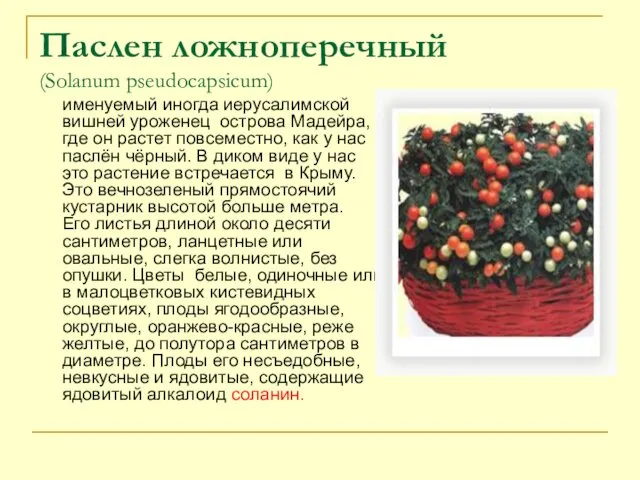 Паслен ложноперечный (Solanum pseudocapsicum) именуемый иногда иерусалимской вишней уроженец острова