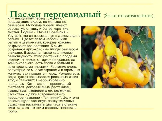 Паслен перцевидный (Solanum capsicastrum), или звездчатый перец , сходен с