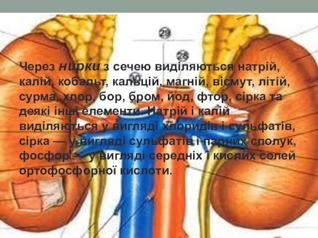 Через нирки з сечею виділяються натрій, калій, кобальт, кальцій, магній,