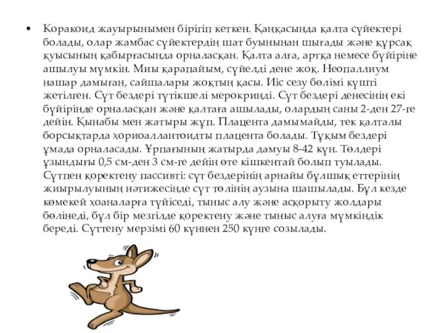 Коракоид жауырынымен бірігіп кеткен. Қаңқасында қалта сүйектері болады, олар жамбас