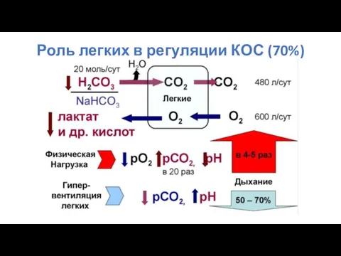 Роль легких в регуляции КОС (70%)