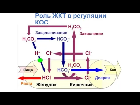 Роль ЖКТ в регуляции КОС