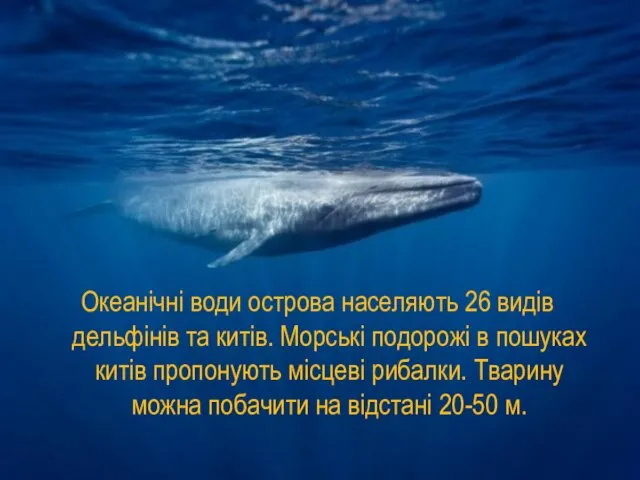 Океанічні води острова населяють 26 видів дельфінів та китів. Морські