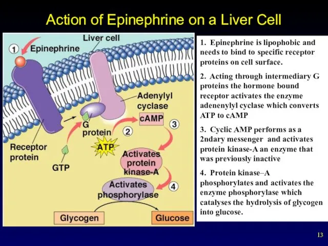 Action of Epinephrine on a Liver Cell 1. Epinephrine is lipophobic and needs