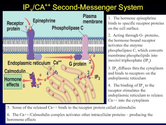 IP3/CA++ Second-Messenger System 1. The hormone epinephrine binds to specific receptor proteins on