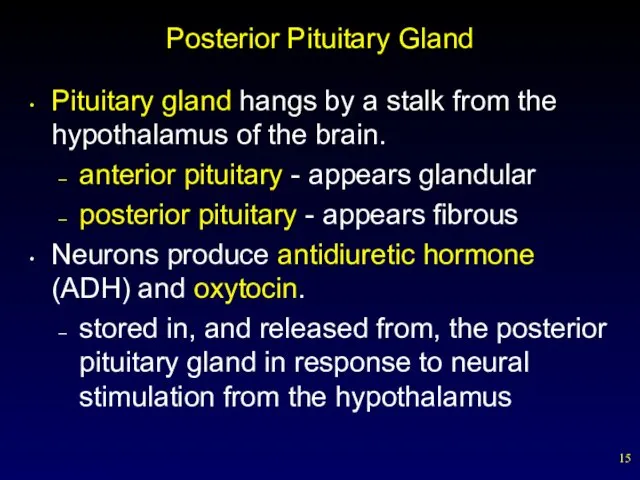 Posterior Pituitary Gland Pituitary gland hangs by a stalk from the hypothalamus of