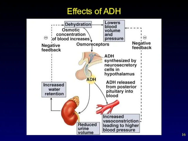 Effects of ADH