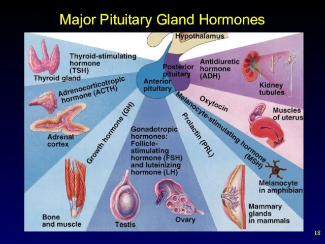Major Pituitary Gland Hormones