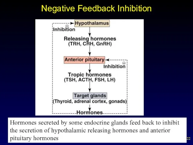 Negative Feedback Inhibition Hormones secreted by some endocrine glands feed back to inhibit