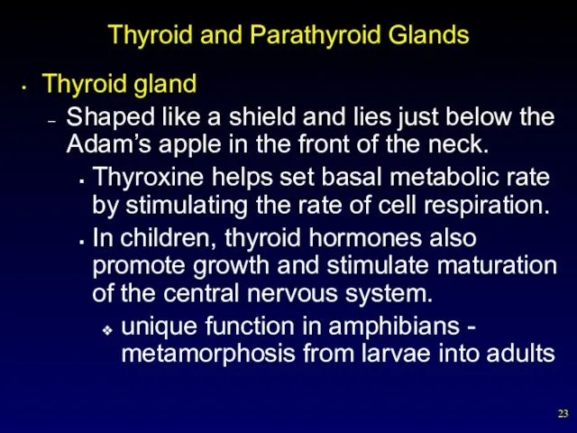 Thyroid and Parathyroid Glands Thyroid gland Shaped like a shield and lies just