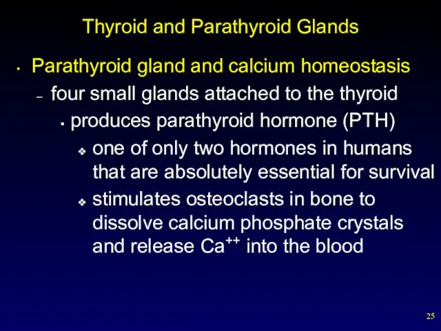 Thyroid and Parathyroid Glands Parathyroid gland and calcium homeostasis four small glands attached