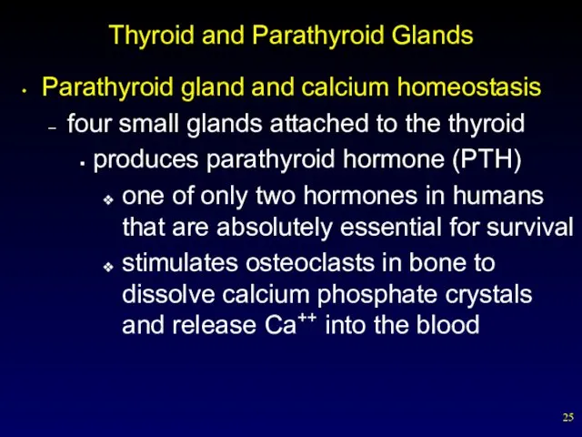 Thyroid and Parathyroid Glands Parathyroid gland and calcium homeostasis four