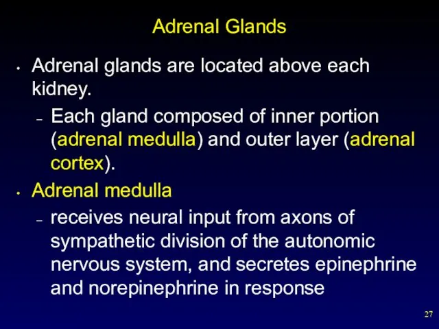 Adrenal Glands Adrenal glands are located above each kidney. Each gland composed of