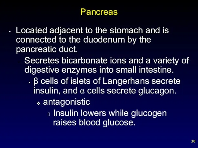 Pancreas Located adjacent to the stomach and is connected to the duodenum by