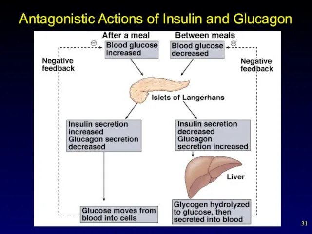 Antagonistic Actions of Insulin and Glucagon